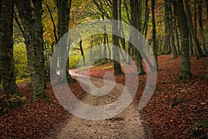 Mountain road in the autumn forest  of Canfaito