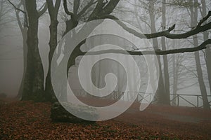 Mountain road in the foggy forest of Monte Cucco, Umbria