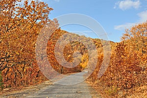 Mountain road in golden autumn