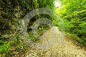 Mountain road through green forest