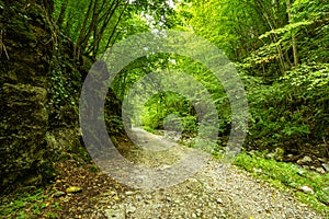 Mountain road through green forest