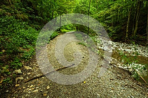 Mountain road through green forest