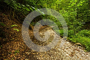 Mountain road through green forest