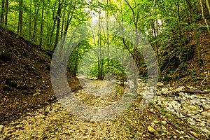 Mountain road through green forest