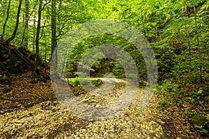 Mountain road through green forest