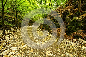 Mountain road through green forest