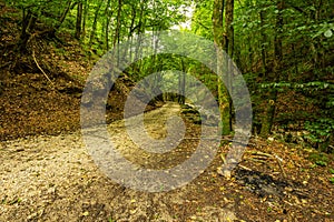 Mountain road through green forest