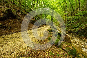 Mountain road through green forest