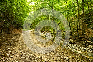 Mountain road through green forest