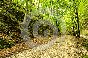 Mountain road through green forest