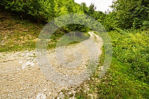 Mountain road through green forest