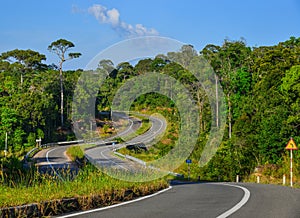 Mountain road with many trees