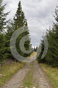 Gravel road at the edge of a green forest