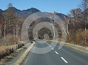 Mountain road with pine tree forest in Toyama, Japan