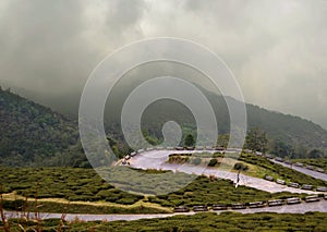 Mountain road through tea plantations