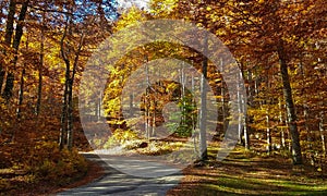 Mountain road in the wonderful autumnal forest