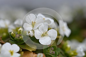 Mountain rock cress Schneehaube