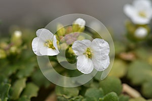 Mountain rock cress Schneehaube