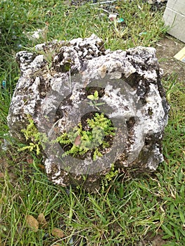 mountain rock that has been mossed and overgrown with grass