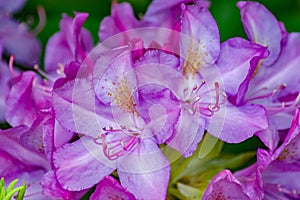 Mountain Rosebay - Rhododendron catawbiense