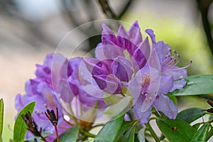 Mountain rosebay Rhododendron Catawbiense Grandiflorum, violet-purple flowers
