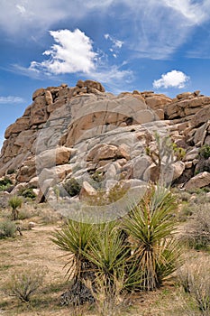 Mountain of rugged rocks and Joshua trees at Joshua Tree National Park desert