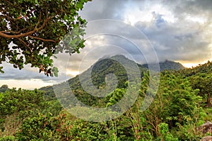 Jungle view in rural Flores photo