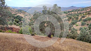 Mountain rural landscape, Olive trees in a mountain village in taberrant, morocco.