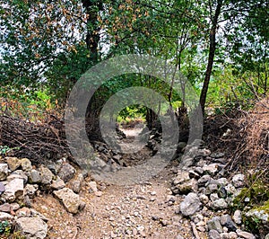 Mountain rural rocky path leading downhill between shrubs and trees
