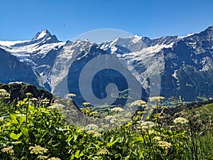 Mountain scenery above grindelwald. High quality photo