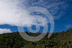 mountain scenery composed of a lot of green pine trees and blue sky with white clouds