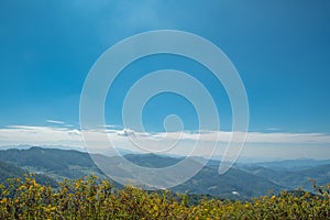 mountain scenery with flower field as foreground