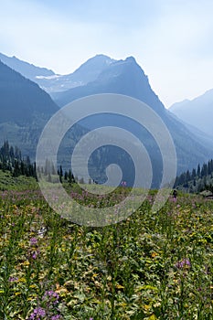Mountain scenery with hazy skies and wildflowers in Glacier National Park along Going to the Sun Road photo