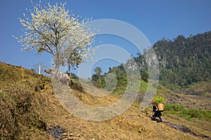 Mountain scenery with Hmong ethnic minority woman carrying cabbage flowers on back, blossom plum tree, white water buffalo and blu