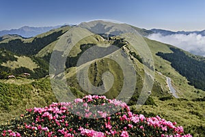 Mountain scenery with rhododendron flower,Taiwan.