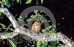 Mountain Scops-Owl on night at Nannao National park.Phetchabun province.Thailand