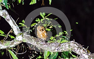 Mountain Scops-Owl on night at Nannao National park.Phetchabun province.Thailand