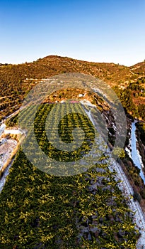 Mountain secluded vineyard on sunset