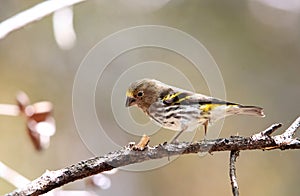 Mountain Serin in Lore Lindu National Park, Sulawesi Island, Indonesia