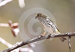 Mountain Serin in Lore Lindu National Park, Sulawesi Island, Indonesia