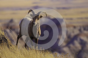 Mountain sheep photo