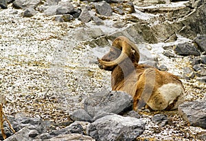 Mountain sheep