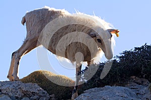 Mountain sheep crete 1