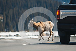 Mountain sheep crossing the main road, Icefields Parkway, Jasper National Park, Travel Alberta, Canadian Rockies, wildlife, Canada