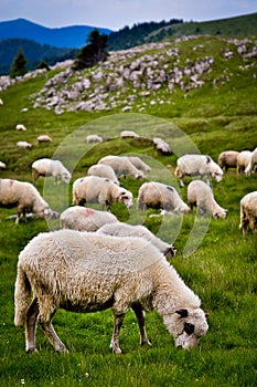 Mountain sheep grazing