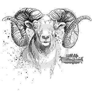 Mountain sheep. Illustration in grunge style