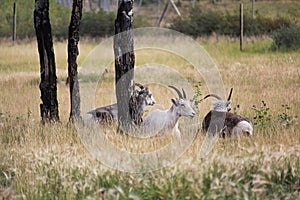 Mountain sheep resting in a meadow during summer