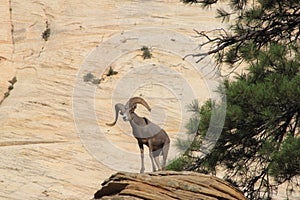 Mountain Sheep on Ridge in Zion NP