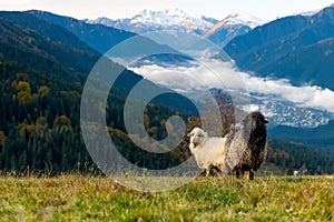 Mountain sheeps grazing on pasture in autumn time on snow covered mountain