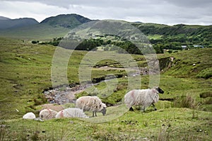 Mountain sheeps at Joyce Country